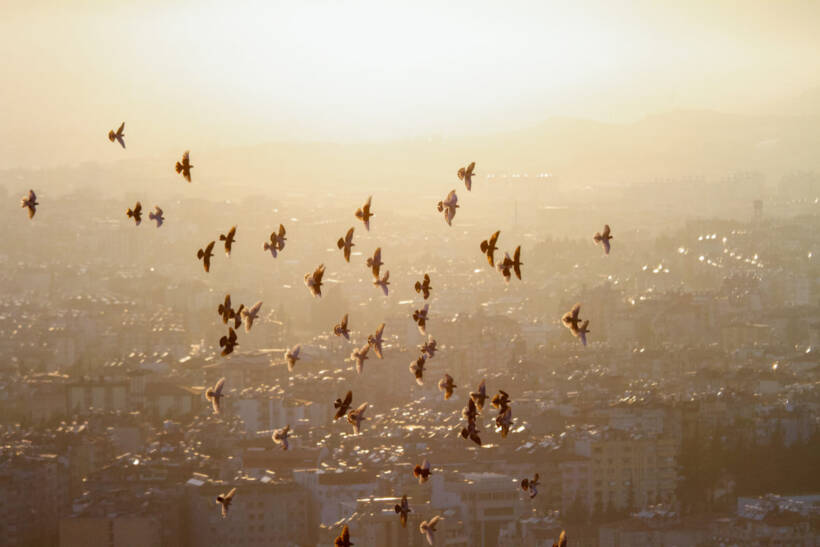 Lintuparvi lentää auringonlaskussa kaupunkimaiseman yllä