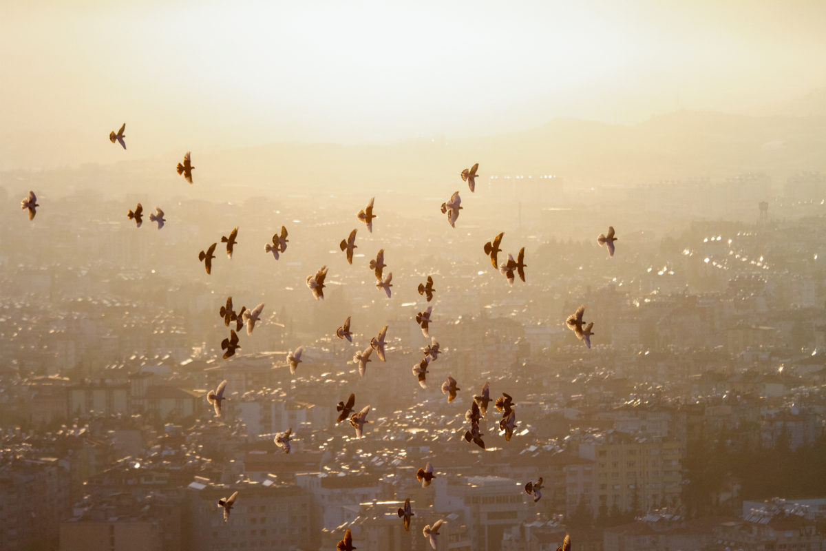 Lintuparvi lentää auringonlaskussa kaupunkimaiseman yllä